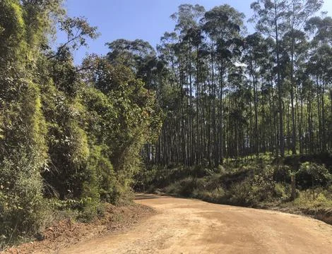 Path among eucalyptus trees where the pilgrims walk in the Faiths's Way, Brazil. Stock Photos