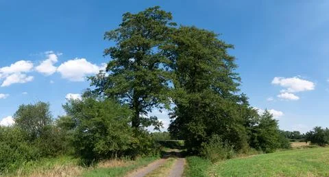 Path among fields in western Poland with bright colors Stock-Fotos