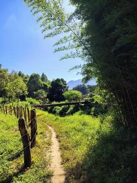 Path among the green. Fotos de archivo