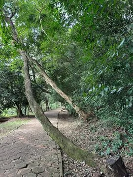 Path among green trees Stock Photos