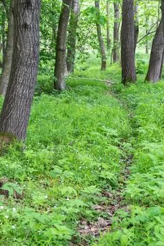 Path among the greenery in the forest, summer vacation.... path among the gre Foto stock