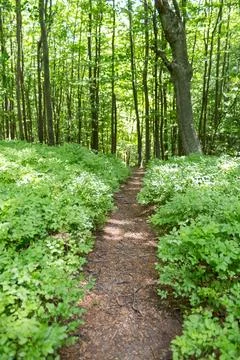 Path among the greenery in the forest, summer vacation.... path among the gre Stock Photos