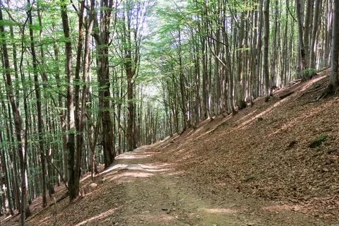 Path among the greenery in the forest, summer vacation.... path among the gre Stock Photos