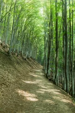 Path among the greenery in the forest, summer vacation.... path among the gre Stock Photos