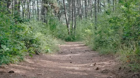 The path among the large pines in the forest Stock Footage 128752101