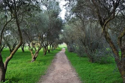 Path among olive trees Stock Photos