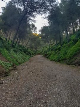 Path among the pine trees in the original nature Stock Photos