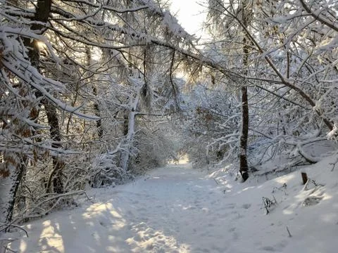 Path among snowy trees Stock Photos