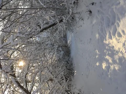 Path among snowy trees Stock Photos