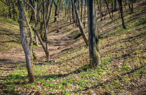 A path among tall trees in a spring forest. Beautiful forest landscape with Stock Photos