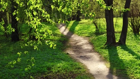 A path among the trees and green meadow in a sunny summer park Stock Footage 318293687