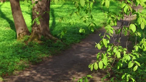 A path among the trees and green meadows in a sunny summer park Stock Footage 318303652