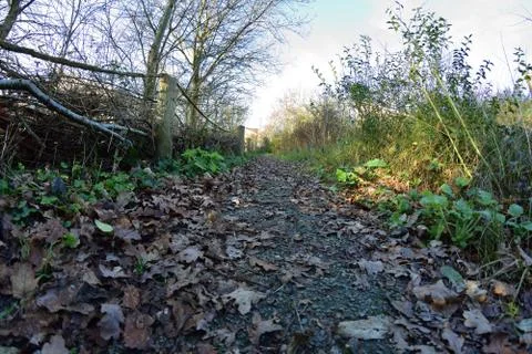 A path among trees and shrubs next to the fence in a fisheye lens from ground Stock Photos