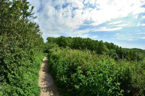 A path among trees on the edge of a slope on a hot summer day. Stock Photos