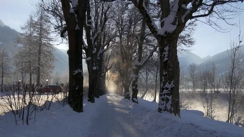 Path among the trees Video stock 71415344