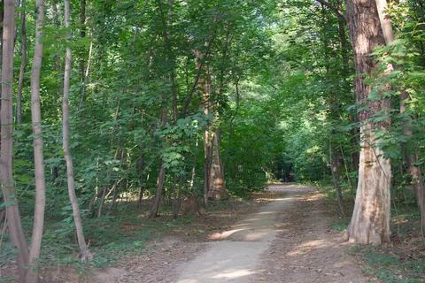 Path among the trees going into the distance Stock Photos