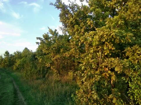 A path among the trees. Foto stock