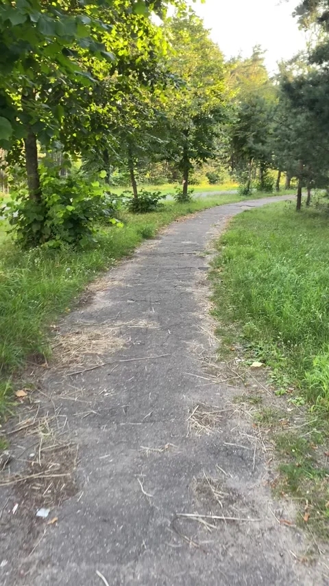 A path among the trees. Vertical video Stock Footage 281176609