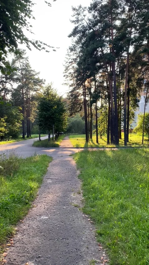 A path among the trees. Vertical video Stock Footage 282789928