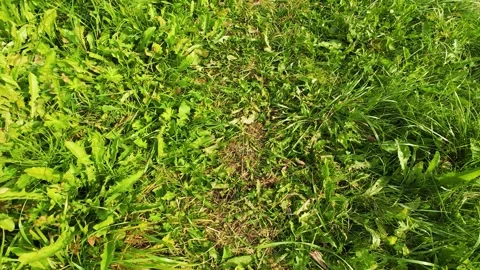 A path among wild plants and flowers.	 Stock-Footage 316522771