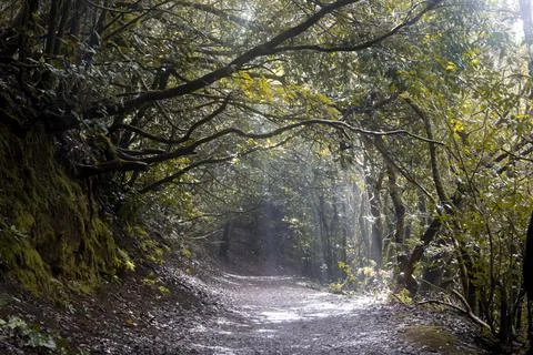 Path in Anaga Park Foto stock