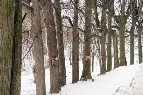 A path in an ancient park, a bird feeder for pigeons, tall trees. Tsaritsyno, Stock Photos