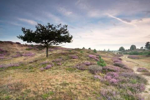 Path and bench in sand dunes with heather Foto stock
