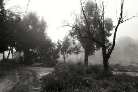Path and Eucalyptus forest covered by fog in the morning Stock Photos