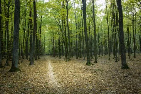 A path and fallen leaves in a deciduous forest Stock Photos