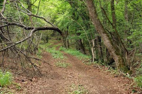 Path and fallen tree in the woods Stock Photos