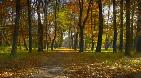 Path and falling leaves in colorful autumn park Stock Footage 56842342