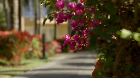 Path and Flowers Stock Footage 32207507