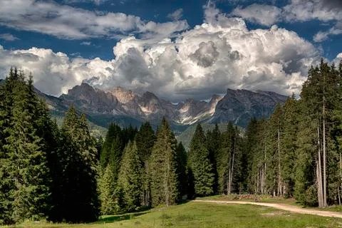 Path and forest in the mountain Stock Photos