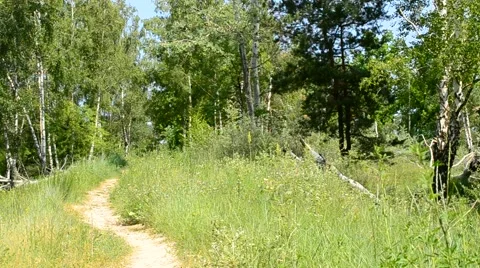 Path and meadow in green forest in summer Stock Footage 67205053