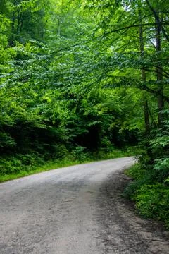 Path and mountain road in forest Fotos de archivo