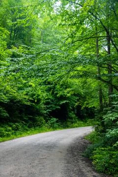 Path and mountain road in forest Stock Photos