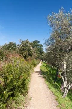 Path and olive trees Stock Photos