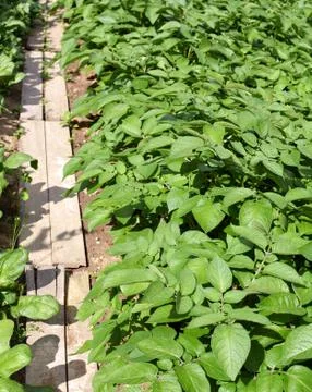 Path and potato Stock Photos