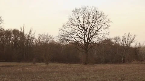 Path and road in the dry winter Stock Footage 167314770