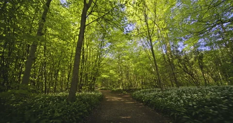 Path and Sunlight Peeking Through Lush Green Trees in the Middle of the Forest Video stock 134074166
