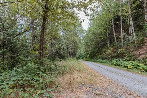 Path and trees leading through undergrowth in summer Stock Photos