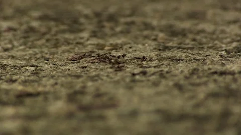 Path of Ants Focus Stock Footage 79641110