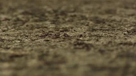 Path of Ants Focus Stock Footage 79641177