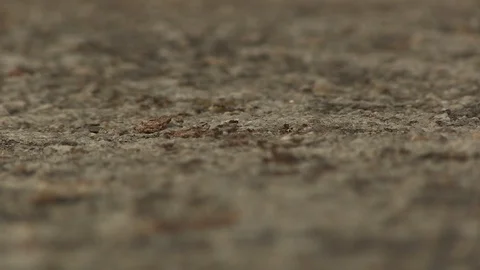 PATH OF ANTS FOCUS Stock Footage 90141763