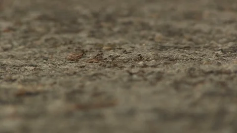 PATH OF ANTS FOCUS Stock Footage 90142102