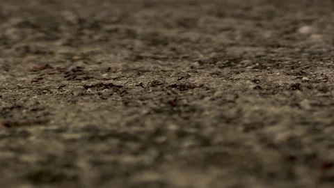 Path of Ants Texture Stock Footage 79640525
