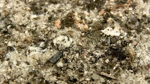 Path of Ants Texture Stock Footage 79641752