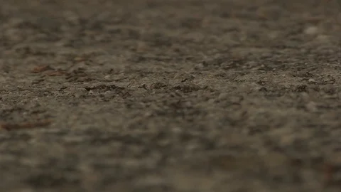 PATH OF ANTS TEXTURE Stock Footage 90142005