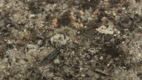 PATH OF ANTS TEXTURE Stock Footage 90176319