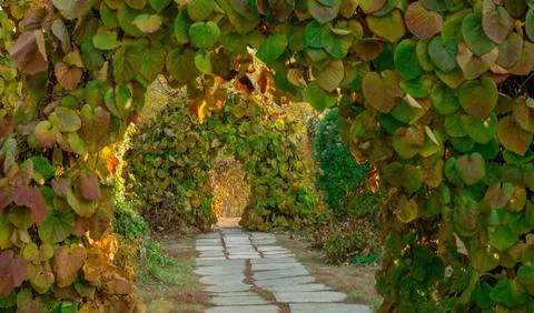 Path in arch of plants Stock Photos
